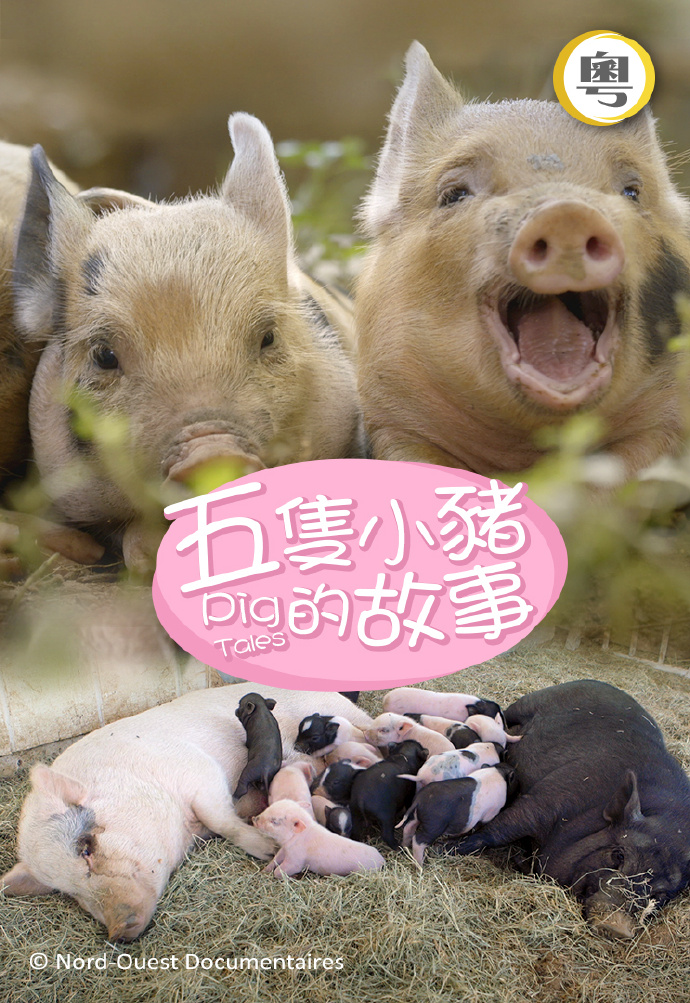 五只小猪的故事